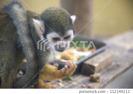 Squirrel monkeys during a meal 112140212