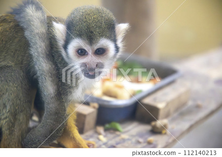 Squirrel monkeys during a meal 112140213