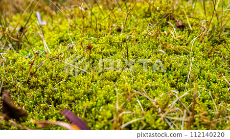Moss wet with morning dew 112140220