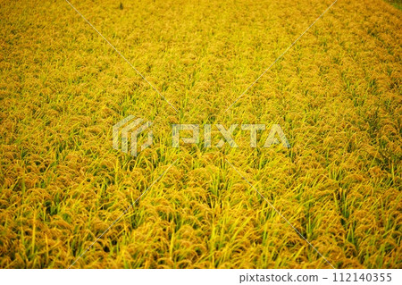 一片金黃的稻穗田 一片金黃的稻穗田 112140355