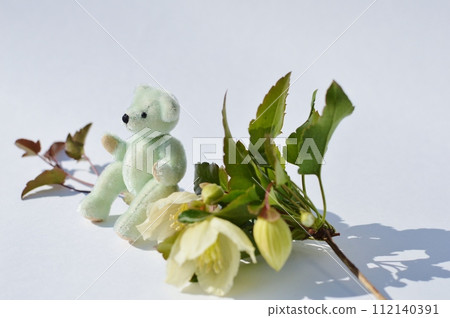 Milky white winter-blooming clematis flowers and teddy bear Milky white winter-blooming clematis flowers and teddy bear 112140391