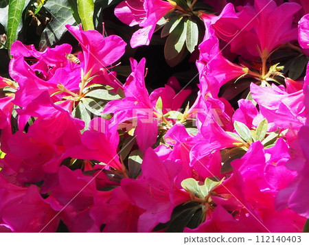 杜鵑花和蜜蜂 杜鵑花和蜜蜂 112140403
