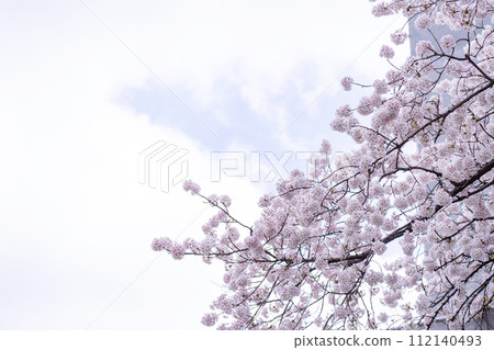 Spring cherry tree 112140493