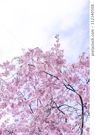 春天的櫻花樹 春天的櫻花樹 112140508