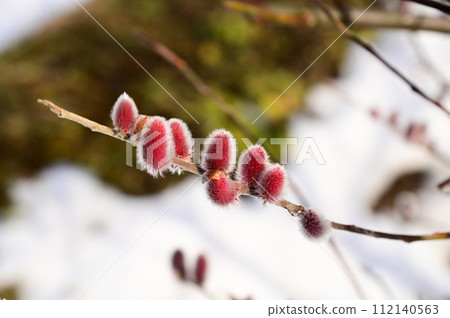 pink pussy willow pink pussy willow 112140563
