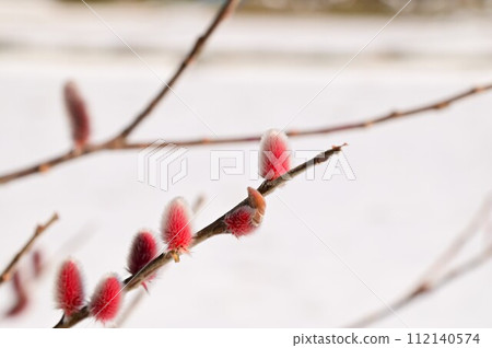 pink pussy willow pink pussy willow 112140574