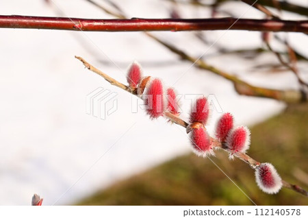 pink pussy willow pink pussy willow 112140578