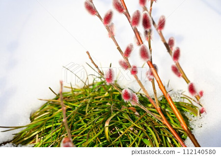 pink pussy willow pink pussy willow 112140580