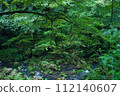 Brook flowing through the forest 112140607