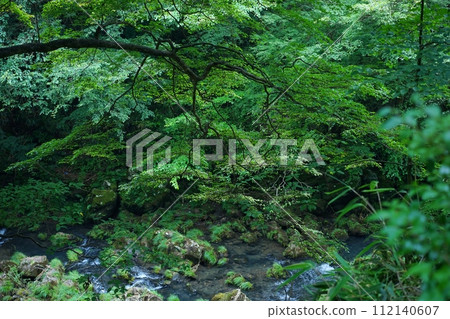 Brook flowing through the forest 112140607