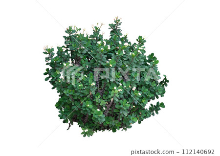 Tropical plant flower bush tree ,Euphorbia milii tree 112140692