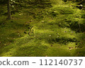In the forest where the ground is covered with moss and the sunlight shines through 112140737
