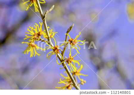 萬作花1 112140801