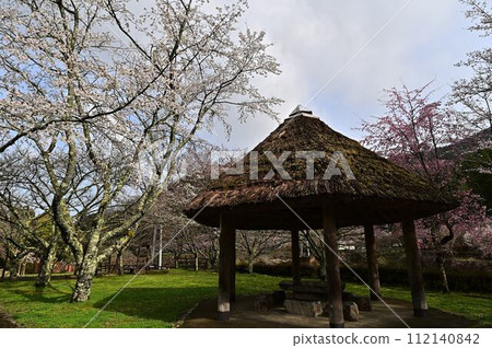 春天的川城公園 春天的川城公園 112140842