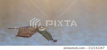 蒼鷹在水面悠閒地飛翔 蒼鷹在水面悠閒地飛翔 112141267