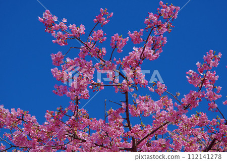 Kawazu cherry blossoms shining against the blue sky (Shiroyama Historical Park, Kaminoseki Town, Yamaguchi Prefecture) 112141278