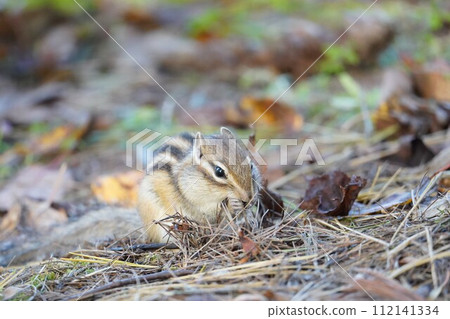 把你的手放在嘴上♪可愛的花栗鼠 112141334