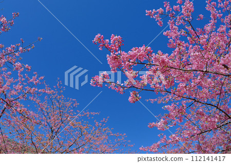 Kawazu cherry blossoms in full bloom that shine against the blue sky (Shiroyama Historical Park, Kaminoseki Town, Yamaguchi Prefecture) Kawazu cherry blossoms in full bloom that shine against the blue sky (Shiroyama Historical Park, Kaminoseki Town, Yamaguchi Prefecture) 112141417