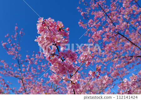 Kawazu cherry blossoms in full bloom that shine against the blue sky (Shiroyama Historical Park, Kaminoseki Town, Yamaguchi Prefecture) 112141424