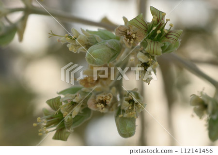 貝哈蘭長壽花 貝哈蘭長壽花 112141456