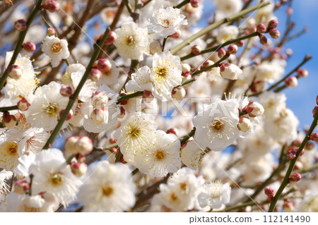 White plum 112141490