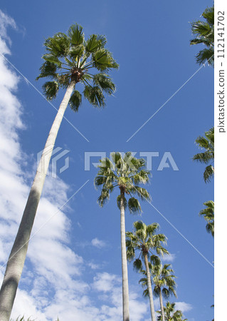 [Zushi City] A row of palm trees in Zushi Marina 112141702
