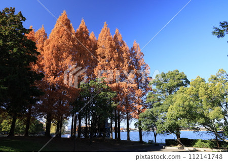 埼玉縣久喜菖蒲公園風景 112141748