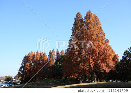 Scenery of Kukishobu Park, Saitama Prefecture 112141799