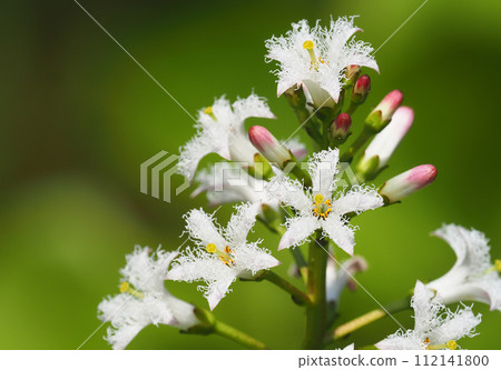 Mitsugashiwa之花 112141800