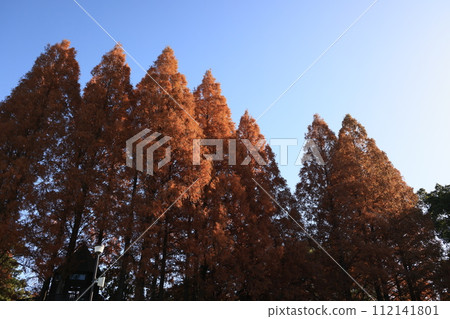 Scenery of Kukishobu Park, Saitama Prefecture 112141801