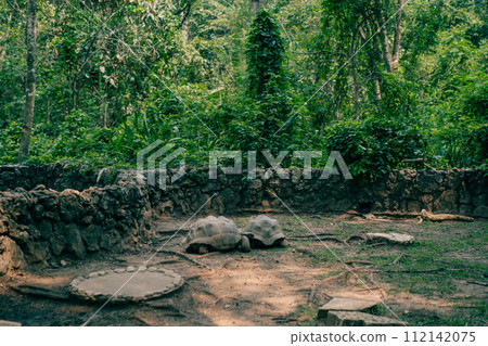 large turtles in the park 112142075