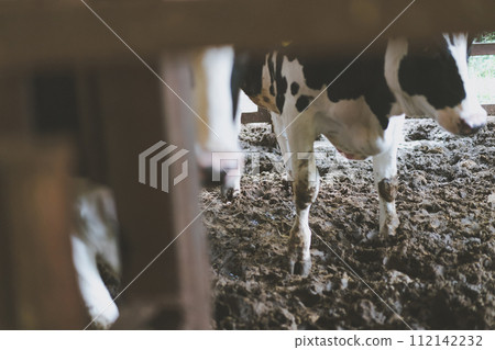 cow, cattle, cows 112142232
