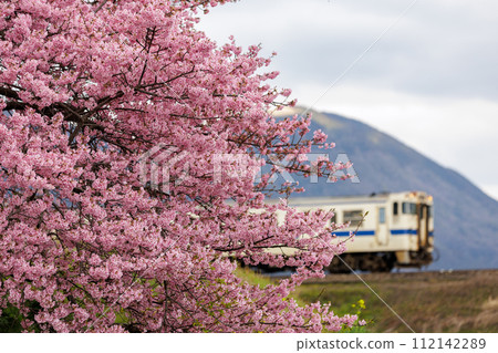 河津櫻花盛開與JR九州機羽47系柴油列車 河津櫻花盛開與JR九州機羽47系柴油列車 112142289