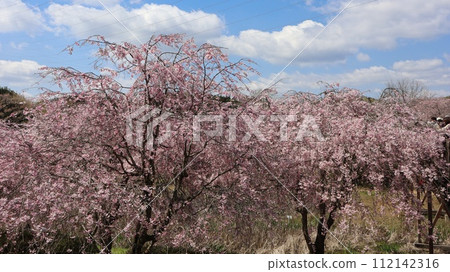 Weeping cherry blossoms in full bloom that shine against the blue sky at Hitachi Fudoki no Oka Weeping cherry blossoms in full bloom that shine against the blue sky at Hitachi Fudoki no Oka 112142316