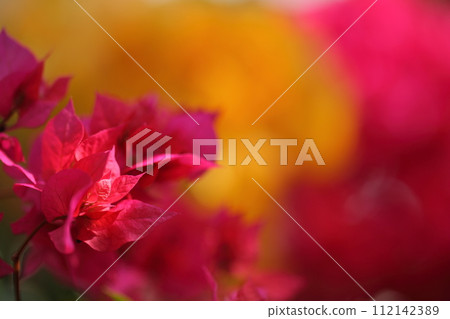 三角梅 三角梅 112142389