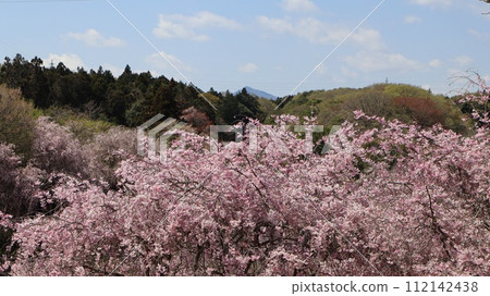 Mt. Tsukuba in the distance and cherry blossoms in full bloom with nearby mountains in the background.Hitachi Fudoki no Oka 112142438