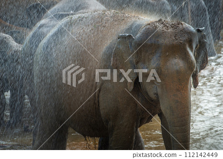 Wild Asian elephant bathing in Pinnawala village of Sri Lanka. Pinnawala has the largest herd of captive elephants in the world. 112142449