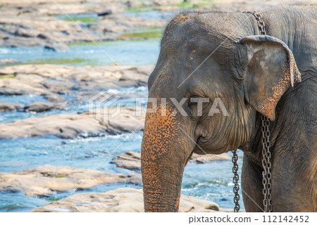 Head shot of wild Asian elephant in Pinnawala village of Sri Lanka. Pinnawala has the largest herd of captive elephants in the world. 112142452