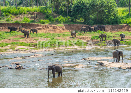 Group of wild elephant in Pinnawala village of Sri Lanka. Pinnawala has the largest herd of captive elephants in the world. Group of wild elephant in Pinnawala village of Sri Lanka. Pinnawala has the largest herd of captive elephants in the world. 112142459