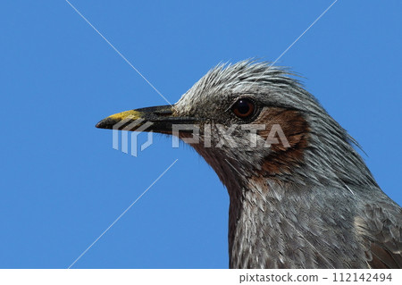 Close-up of the fearless face of a bulbul with pollen on its beak 112142494