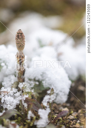 馬尾從雪中探出頭來 馬尾從雪中探出頭來 112143089