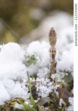 馬尾從雪中探出頭來 馬尾從雪中探出頭來 112143090