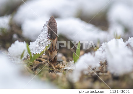馬尾從雪中探出頭來 馬尾從雪中探出頭來 112143091