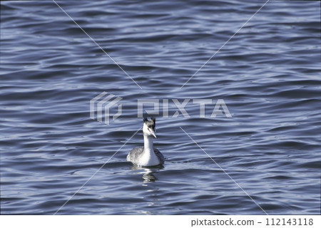 Great crested grebe Great crested grebe 112143118