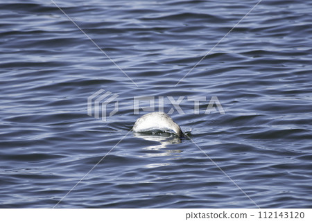 Great crested grebe 112143120