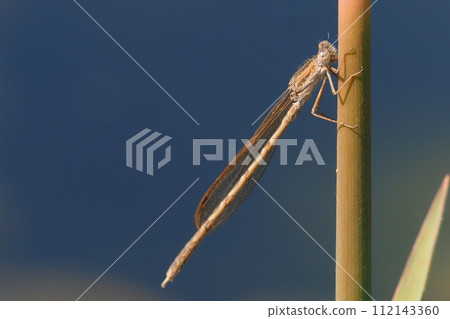 Otsumenbo (male) Otsumenbo (male) 112143360