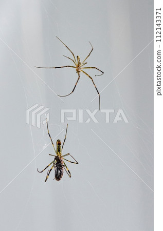 spider catching prey 112143371