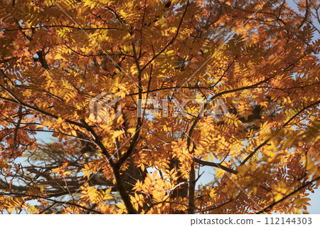 Autumn Kai Komagatake Autumn Kai Komagatake 112144303