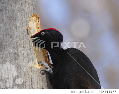 Kumagera Kumagera 112144577