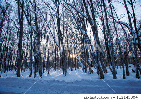 Hakkoda winter beech forest (Aomori Prefecture) Hakkoda winter beech forest (Aomori Prefecture) 112145304